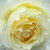 Sárga - Virágágyi floribunda rózsa - Moonsprite